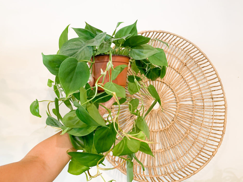 circle philodendron leaf Philodendron Cordatum