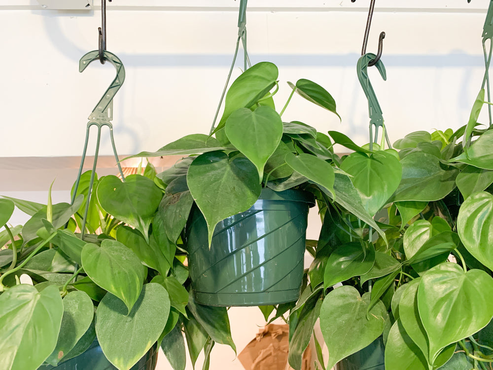 philodendron colgante Philodendron Cordatum