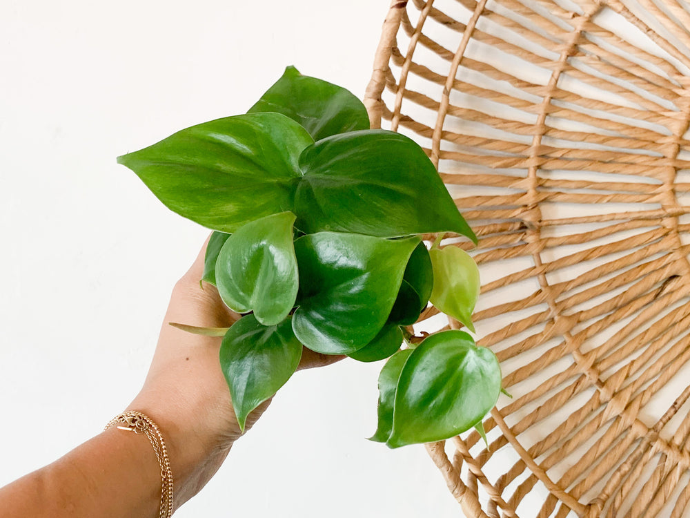 philodendron cordatum watering Philodendron Cordatum