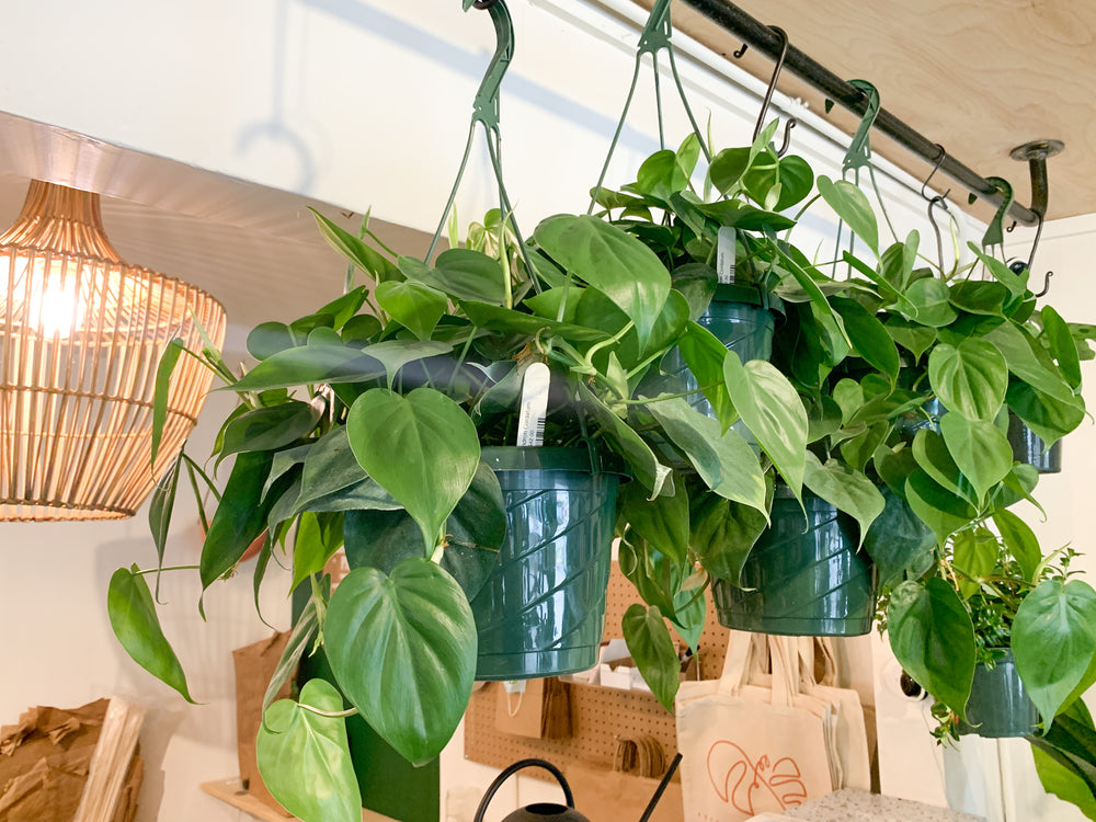 philodendron cortadum Philodendron Cordatum