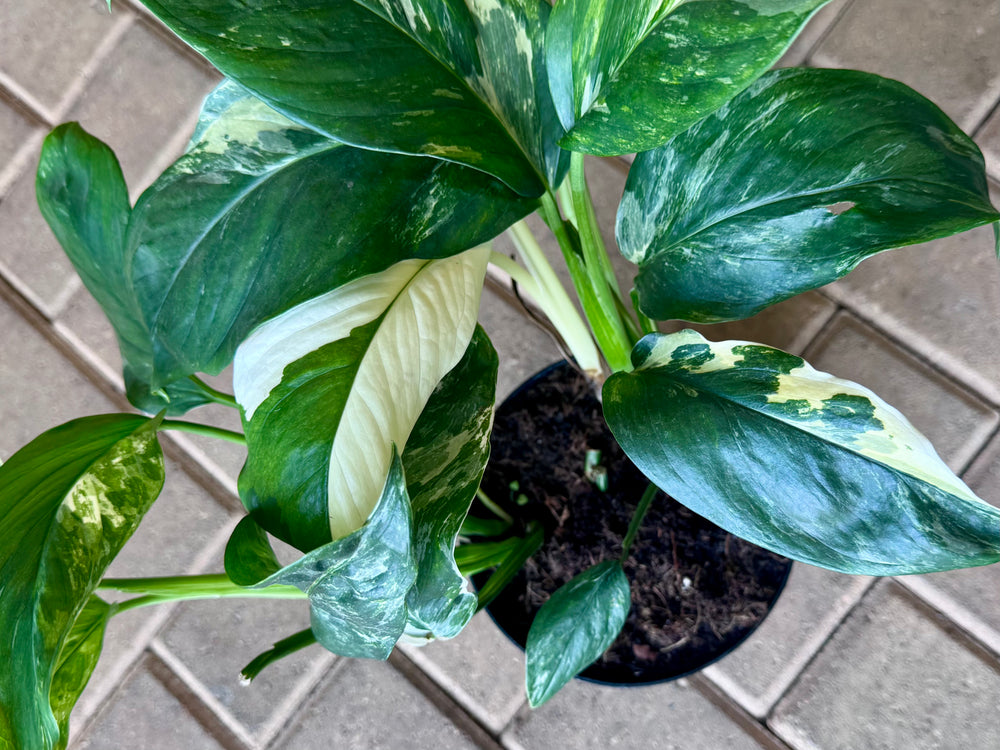 philodendron cobra monstera 6" Philodendron Monstera 'Cobra'