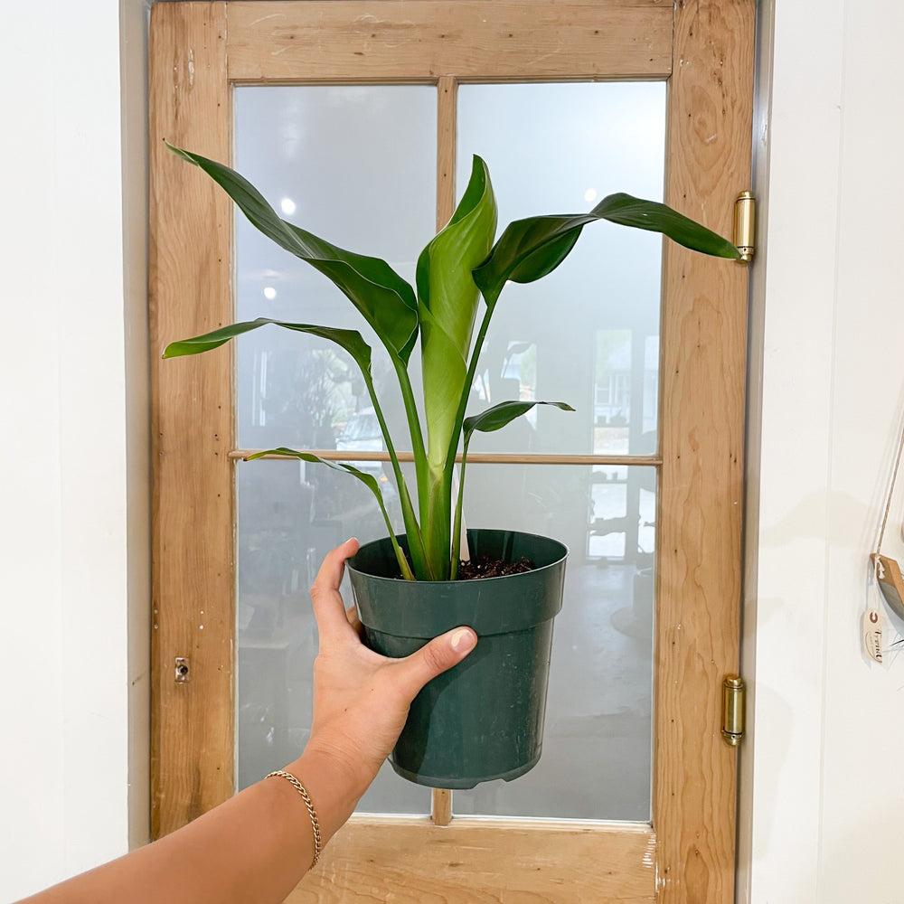palm of paradise plant Bird of Paradise Palm