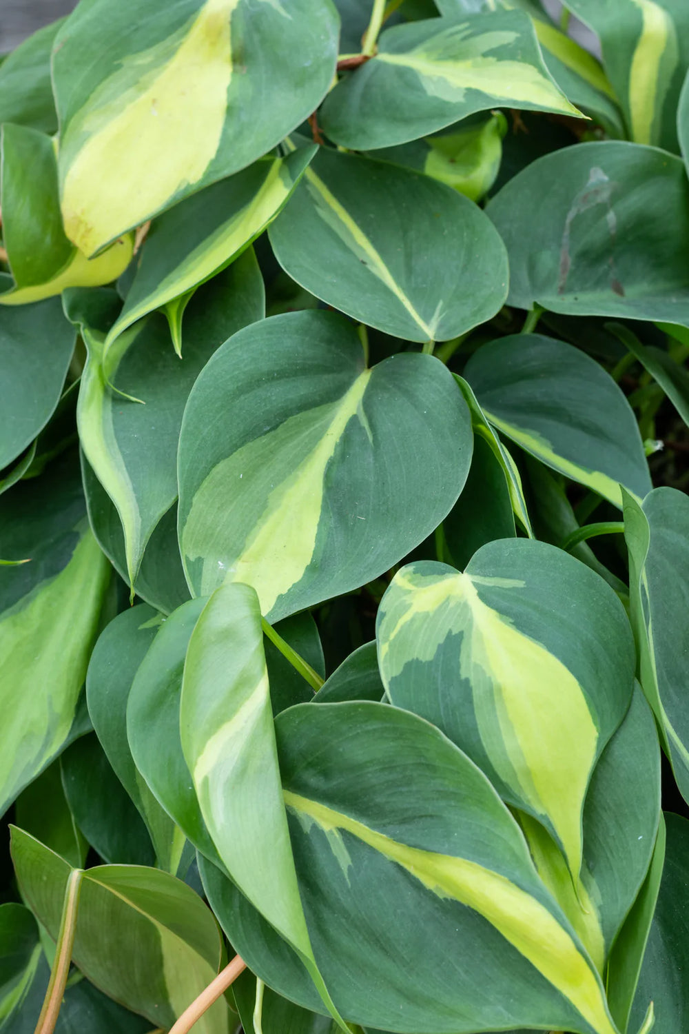 philodendron leaf frond Philodendron Cordatum 'Brasil'