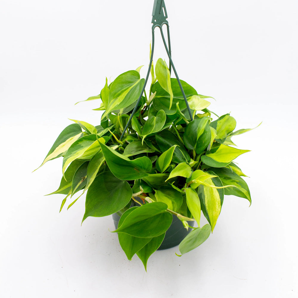 philodendron cordatum buy Philodendron Cordatum 'Brasil'