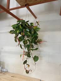 philodendron cordatum brasil Philodendron Cordatum 'Brasil'