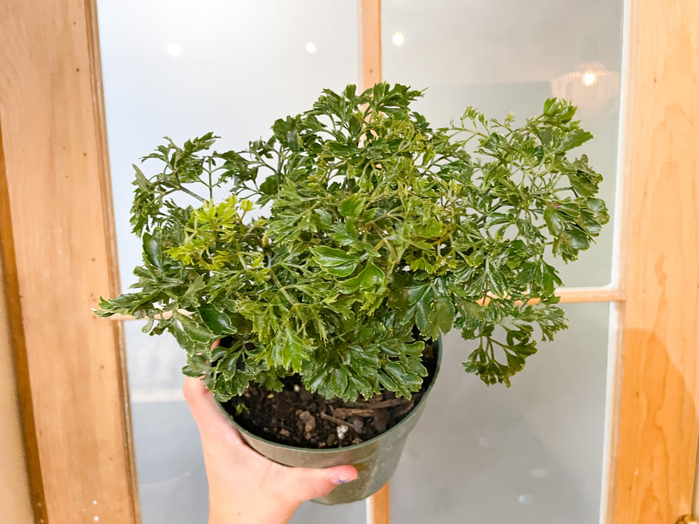 parsley tree house plant 6" Parsley Aralia