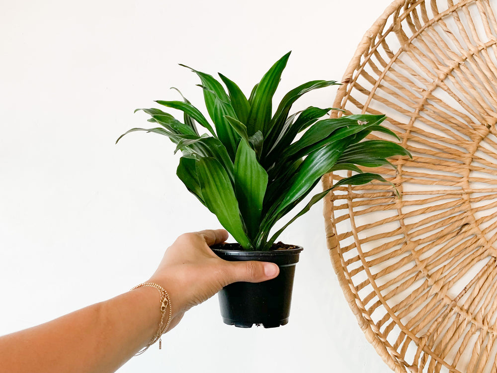 dracaena janet craig where to buy 4" Dracaena Janet Craig Compacta