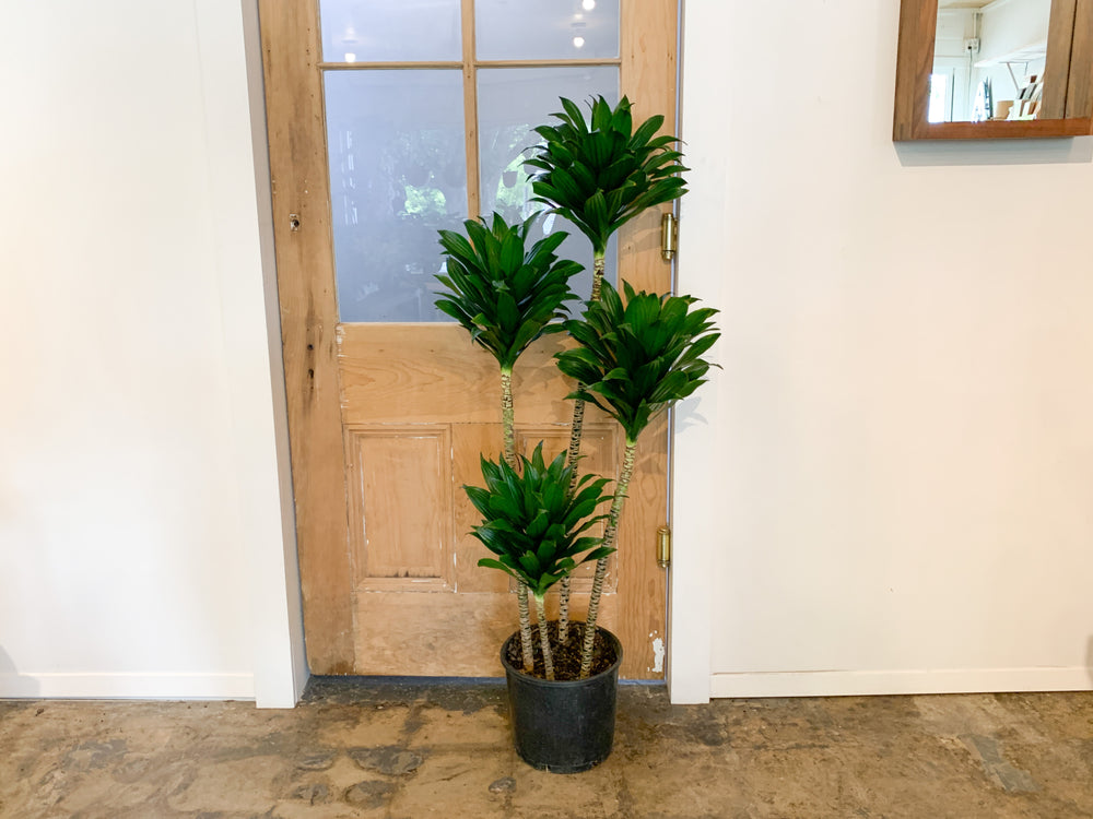 dracaena 'janet craig' compacta Dracaena Janet Craig Compacta Cane