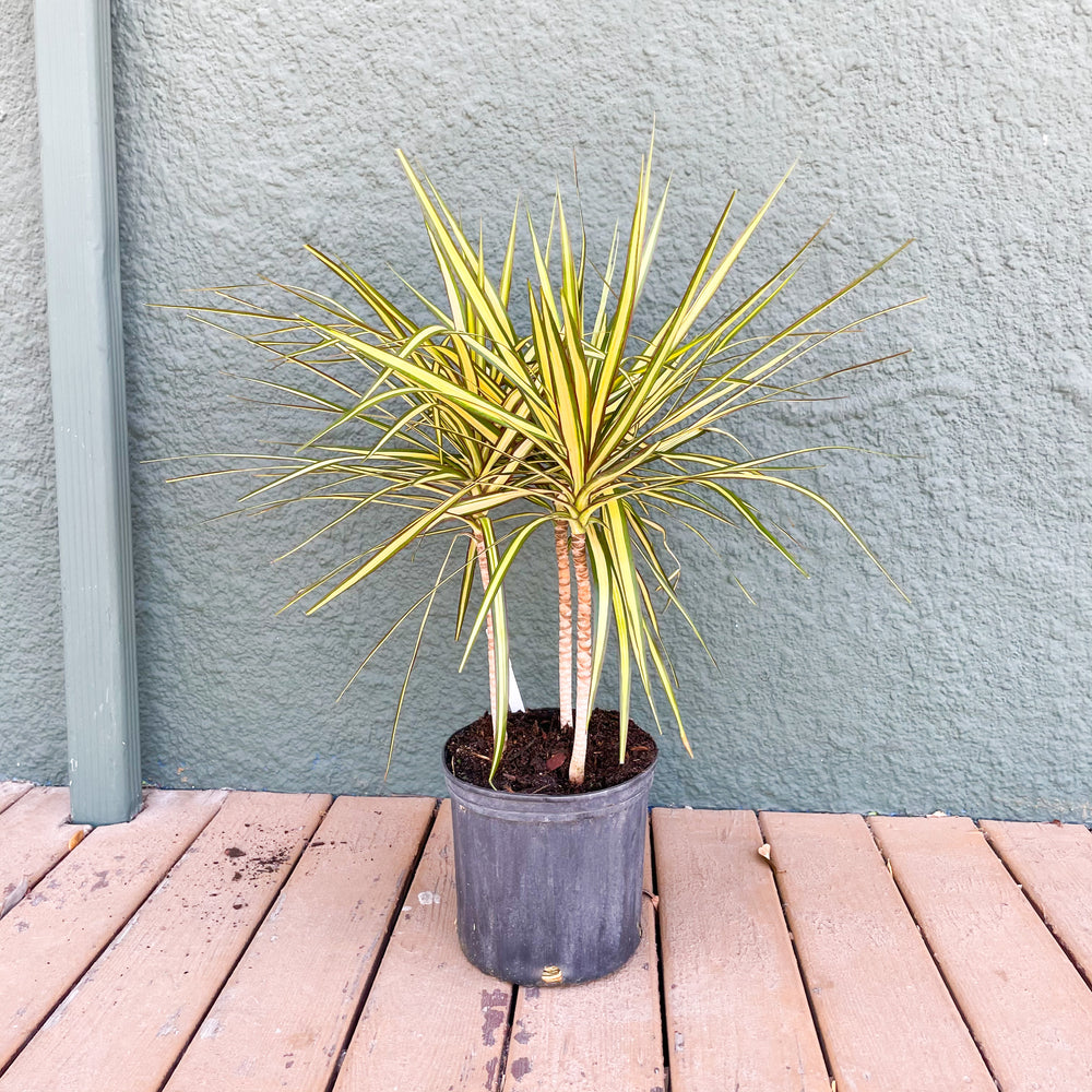 dracaena kiwi ray of sunshine 10" Dracaena 'Kiwi'
