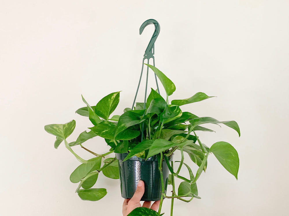 house plants golden pothos Golden Pothos