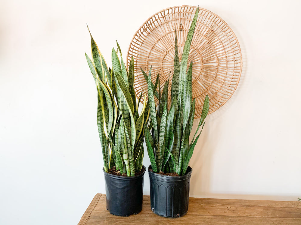 snake plant store 10” Snake Plant