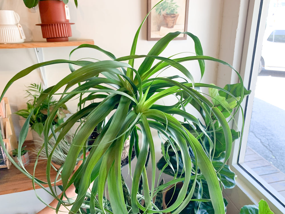6 ponytail palm 6" Ponytail Palm Stump
