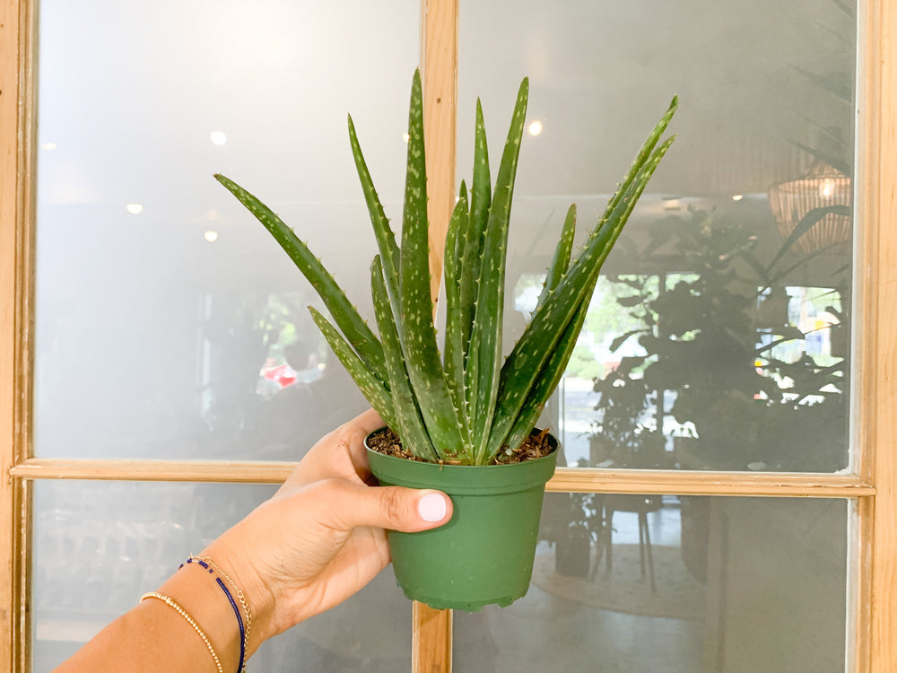 4 aloe vera plant 4" Aloe Vera