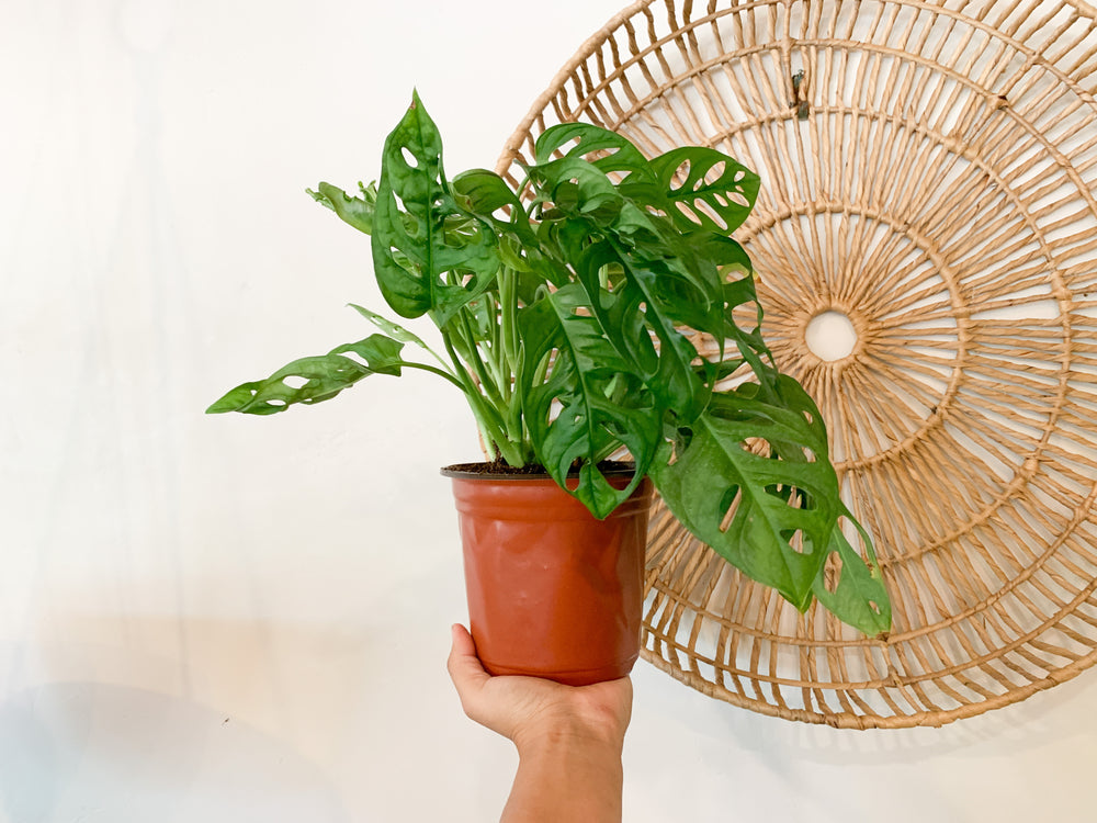 philodendron cheese Philodendron 'Swiss Cheese'