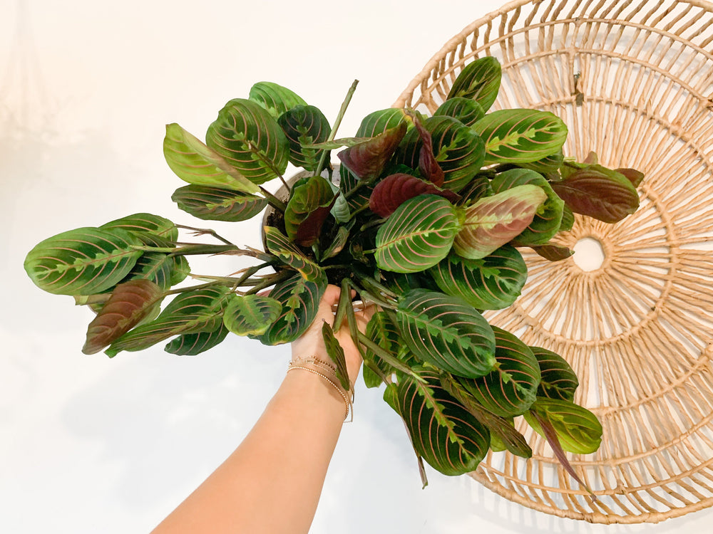 red prayer plant home depot Red Prayer Plant