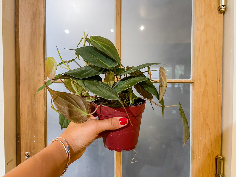 micans pothos Philodendron 'Micans'