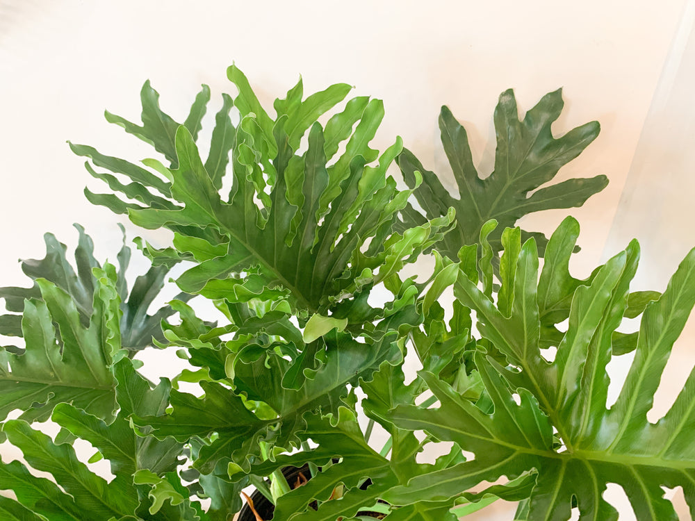 split leaf philodendron austin 8” Philodendron Lickety Split