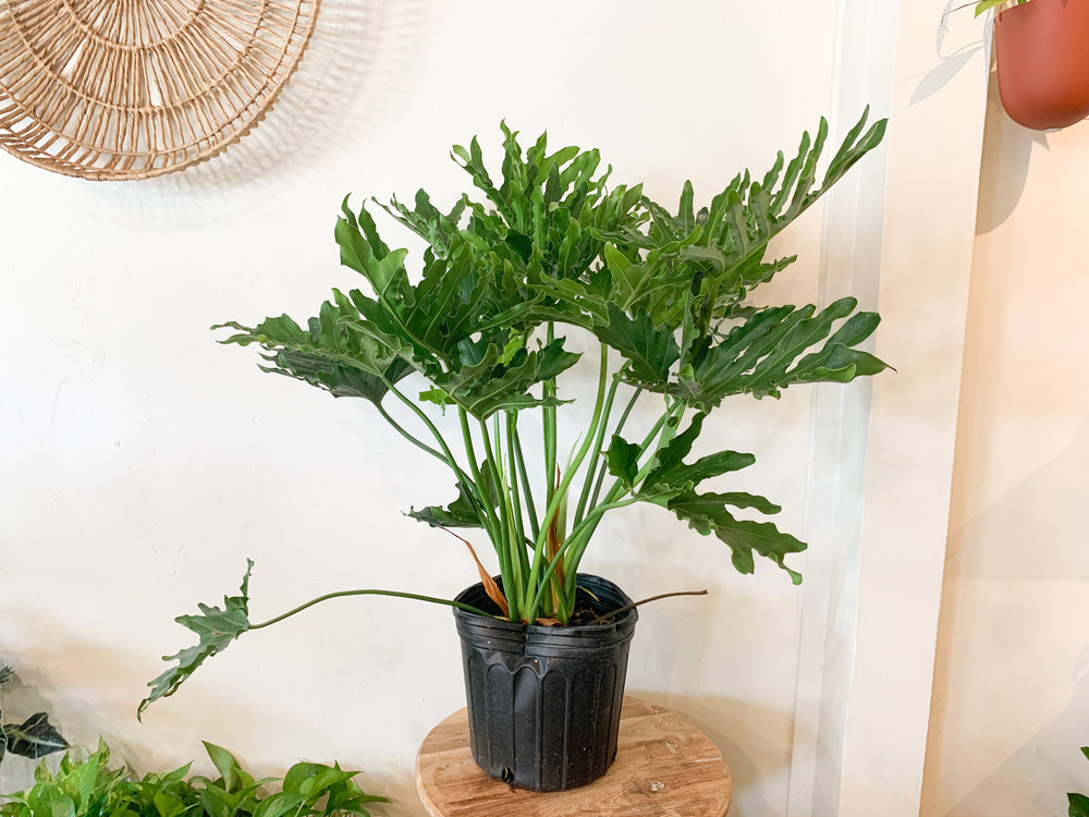 is siatica never philodendron 8” Philodendron Lickety Split