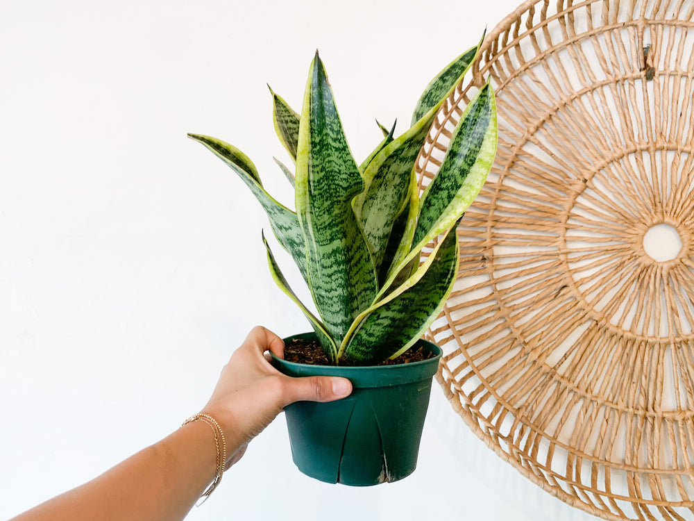 sansevieria flajava 6” Sansevieria