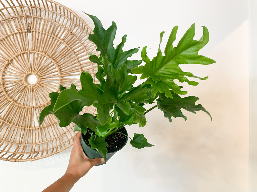 house plants philodendron selloum Philodendron Selloum
