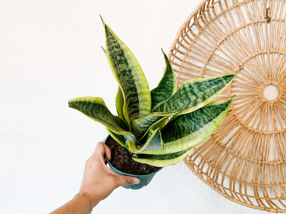 sansevieria ascendens 6” Sansevieria