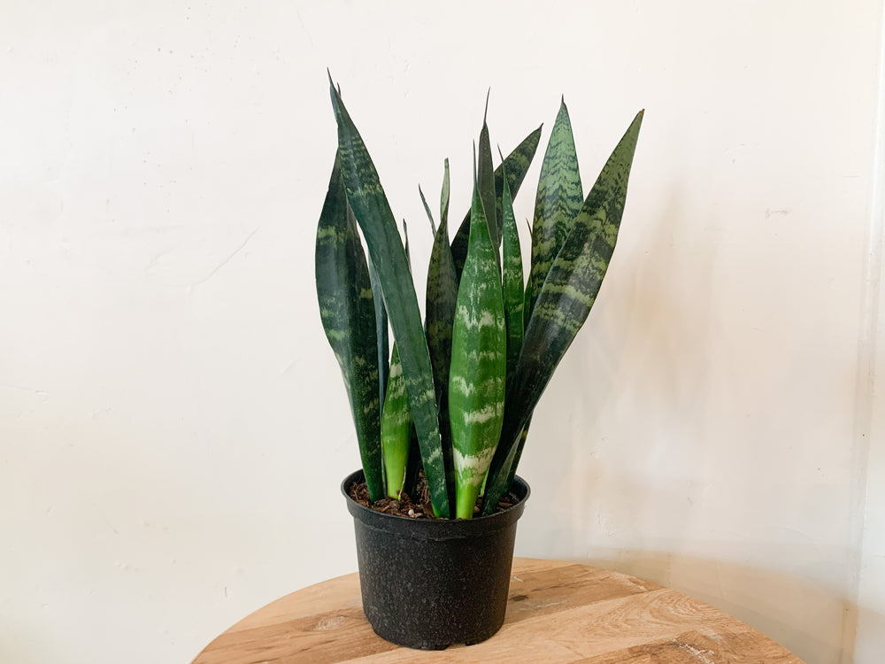 austin tx buy snake plant 6” Sansevieria