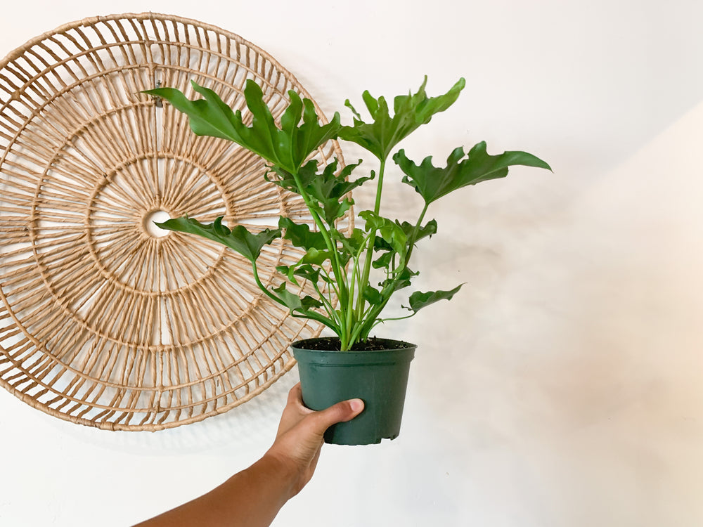 where to buy philodendron selloum Philodendron Selloum
