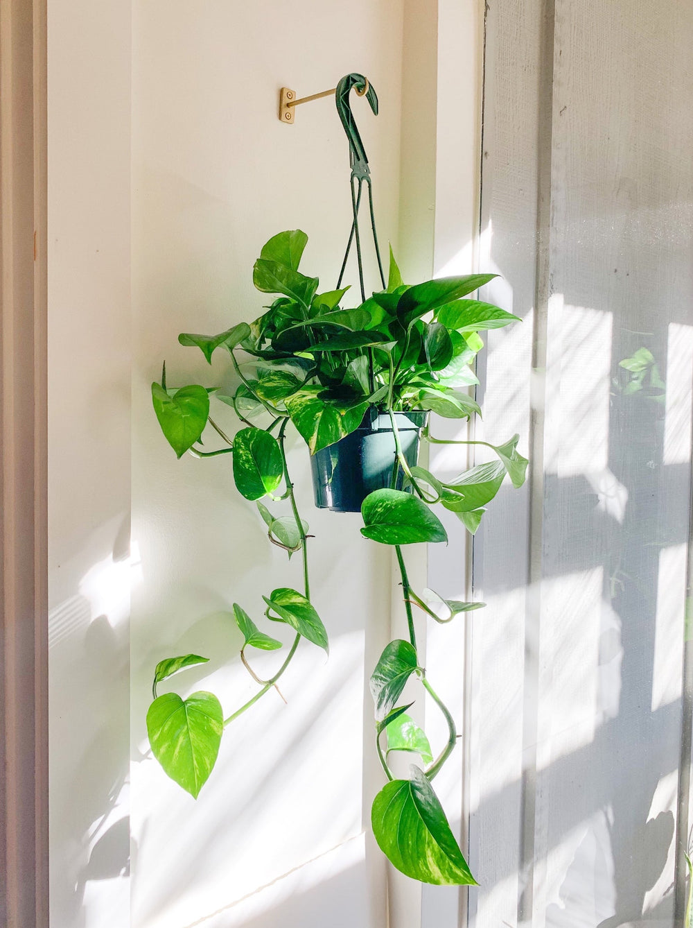 buy golden pothos plant Golden Pothos