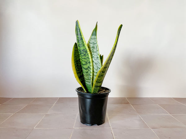 sansevieria perros 6” Sansevieria