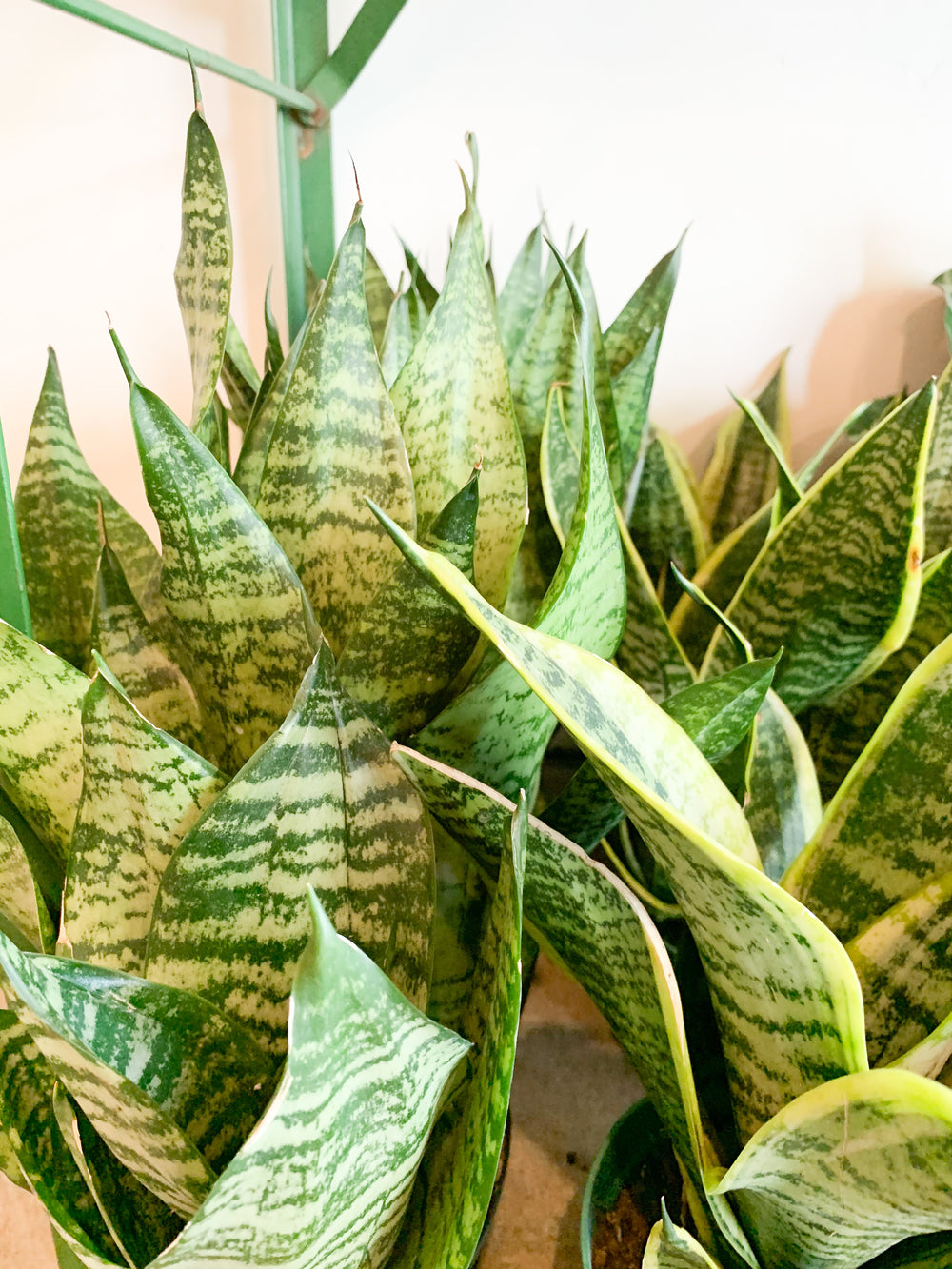 austin snake plant 6” Sansevieria