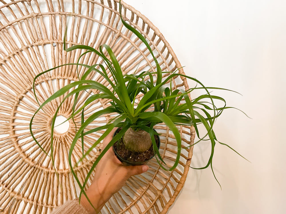 ponytail palm stump 4" Ponytail Palm Stump