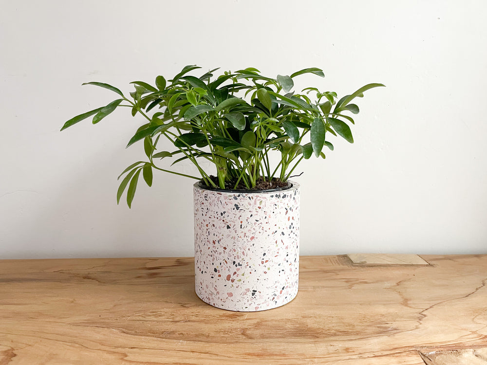 indoor terrazzo planter Terrazzo Planter