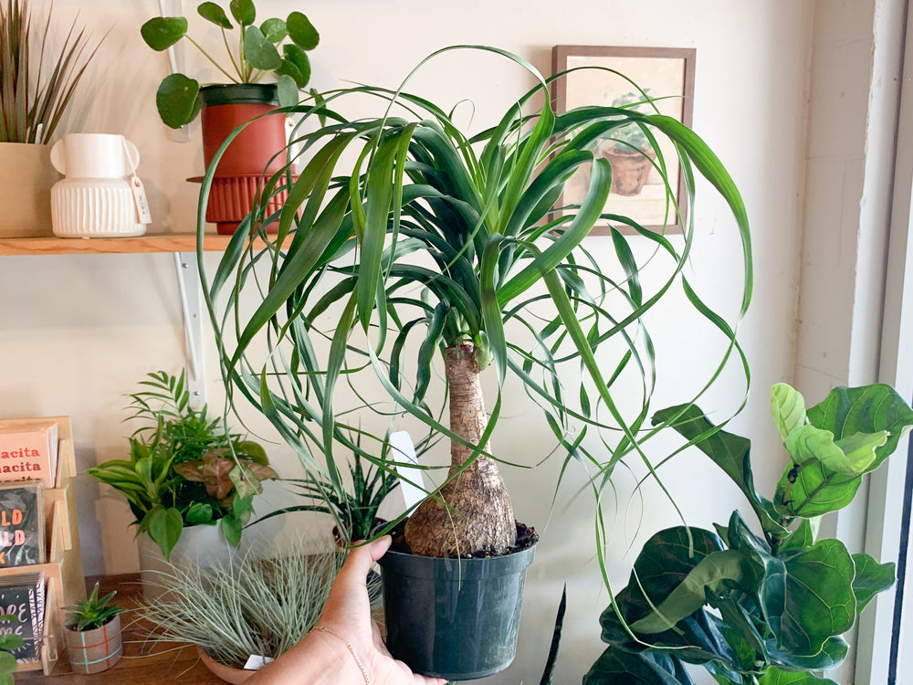 ponytail palm stump 6" Ponytail Palm Stump