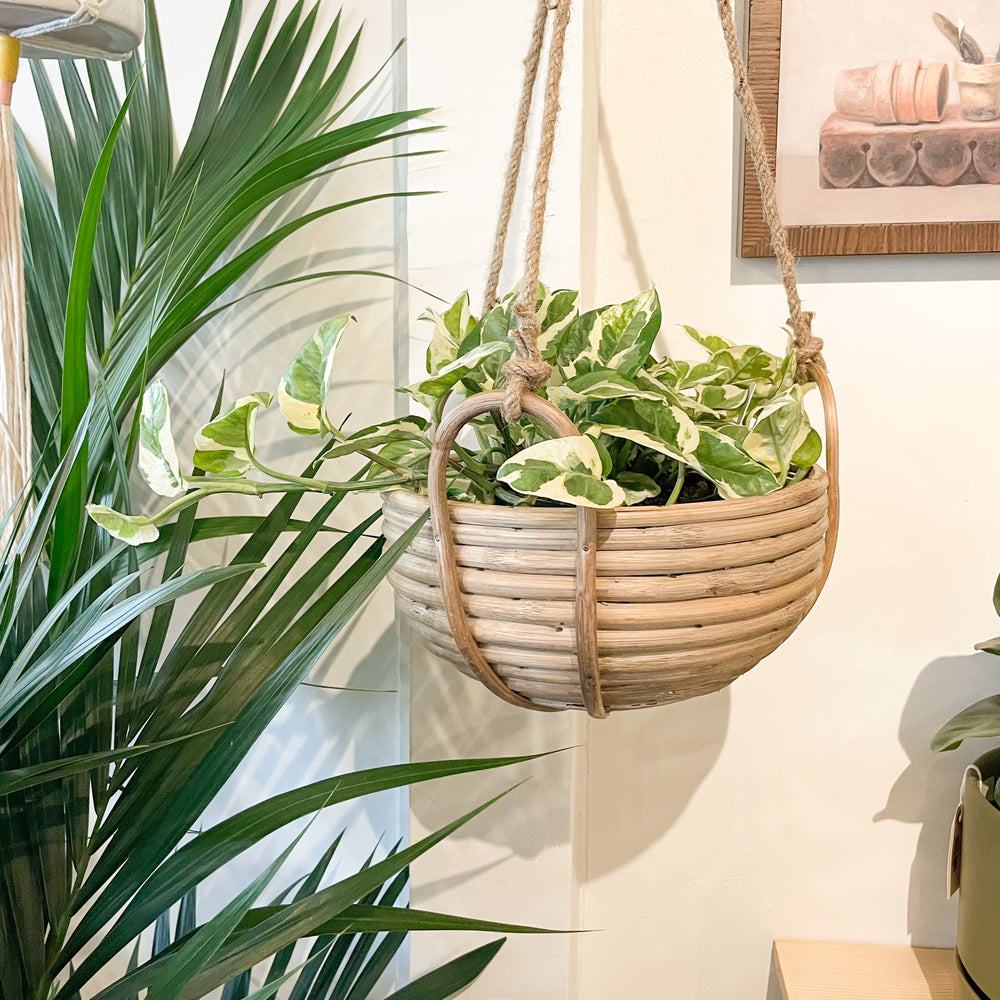 hanging wicker basket planter Rattan Hanging Basket