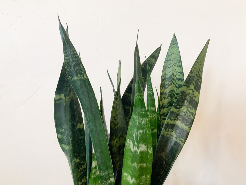 sansevieria frequens 6” Sansevieria