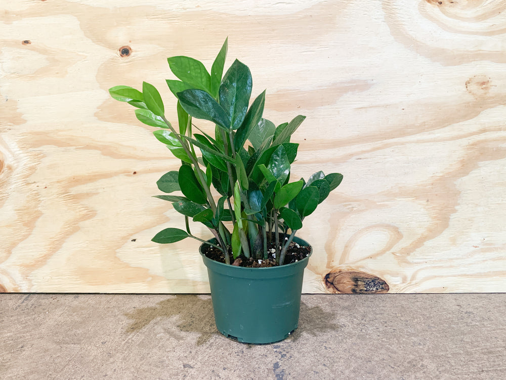 6 zz plant 6” ZZ Plant