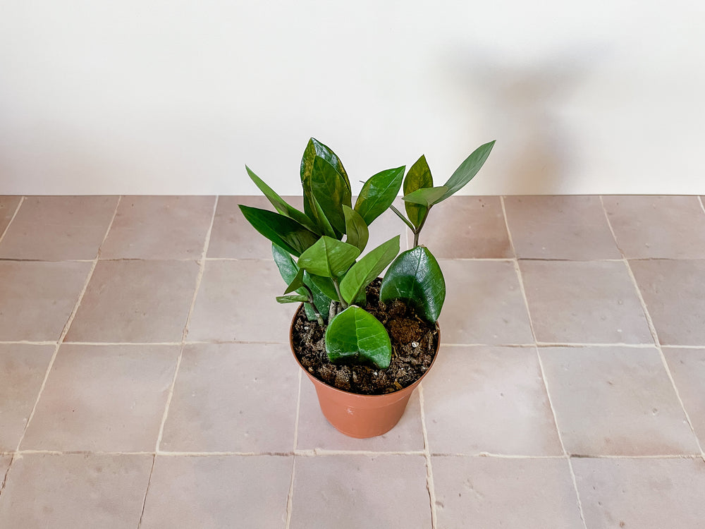 4 zz plant 4” ZZ Plant