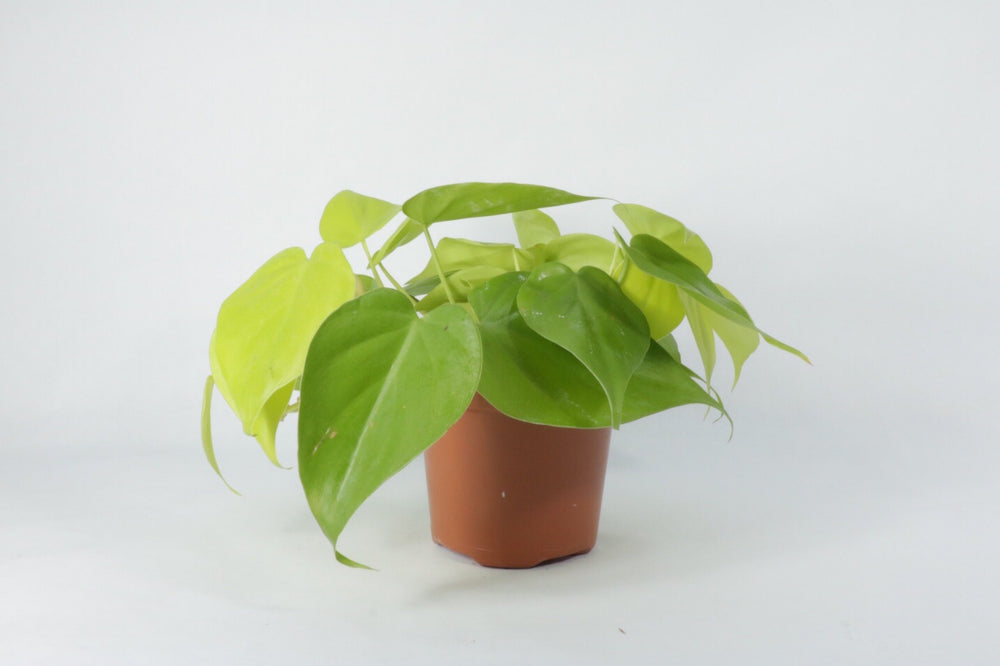 philodendron cordatum lime 4” Cordatum 'Lemon-Lime'