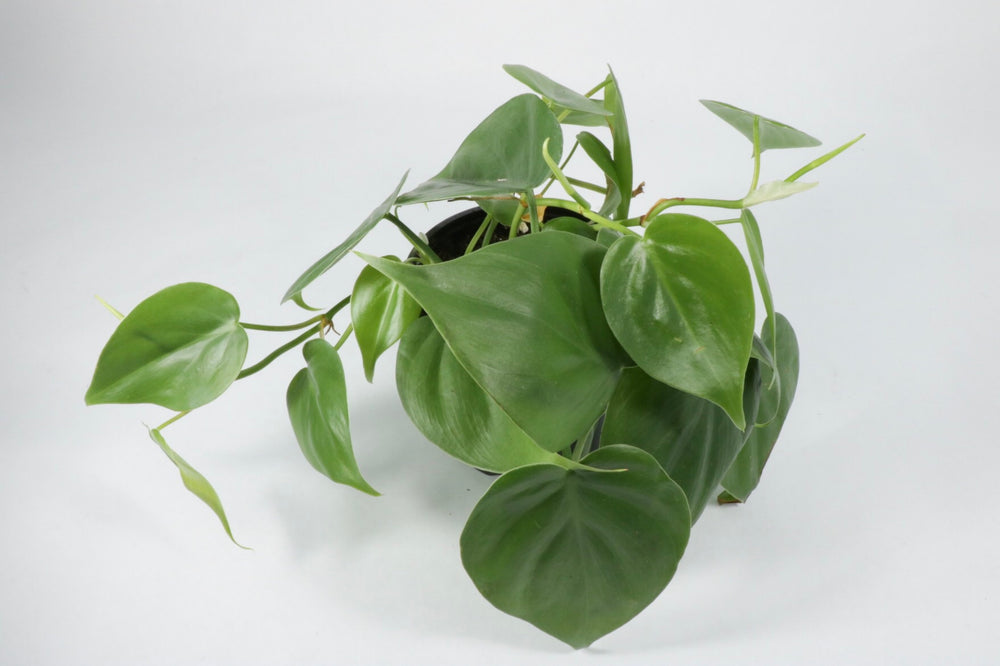 philodendron cordova Philodendron Cordatum