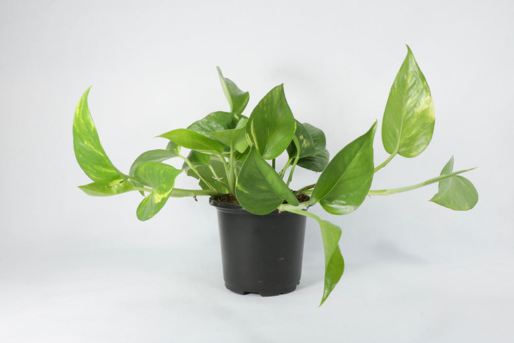 where to buy golden pothos Golden Pothos