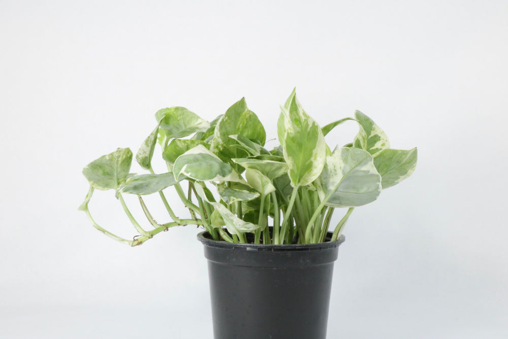 pothos foetidus plant Pothos 'NJoy'
