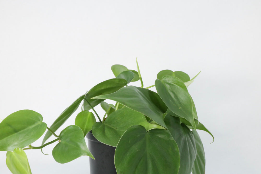philodendron colgante Philodendron Cordatum
