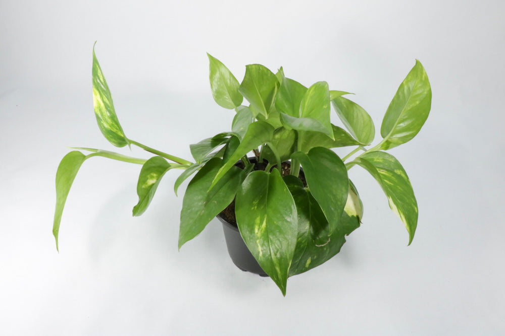 pothos foetidus plant Golden Pothos