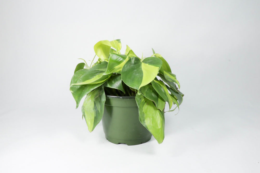 philodendron corcovado Philodendron Cordatum 'Brasil'