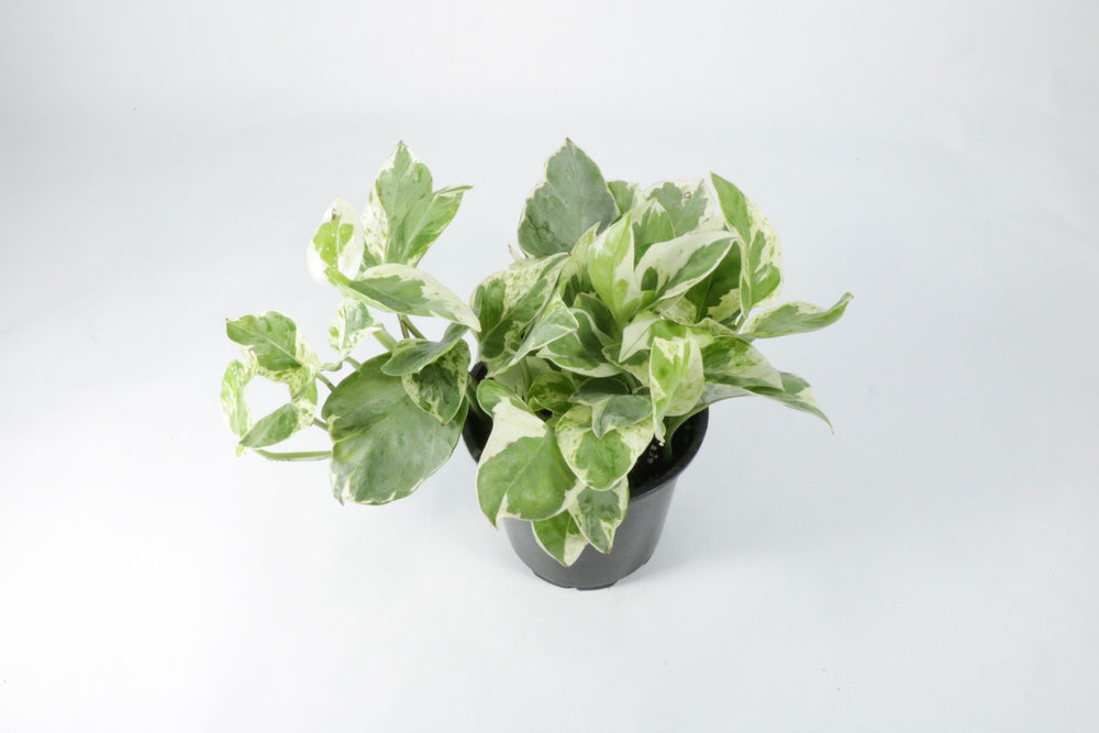 pothos njoy Pothos 'NJoy'