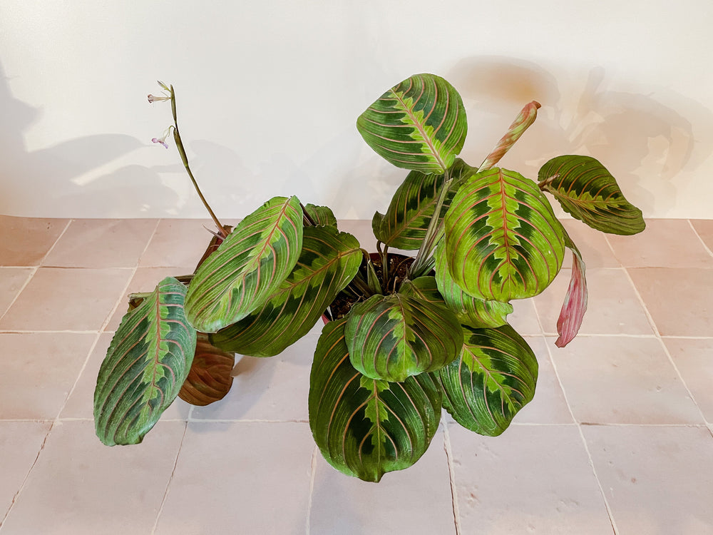 red prayer plant light Red Prayer Plant