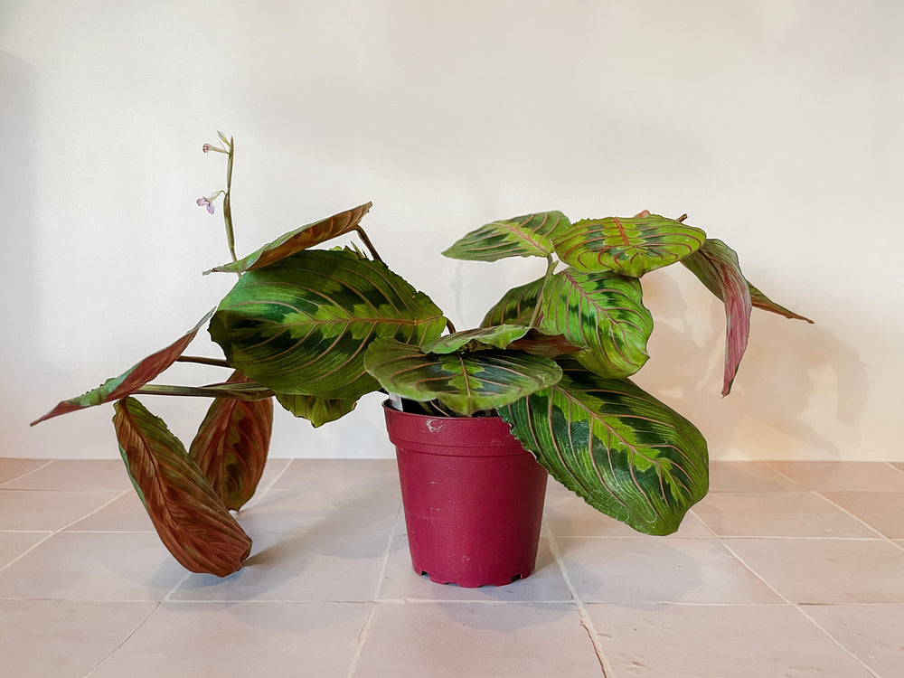 red prayer plant light Red Prayer Plant