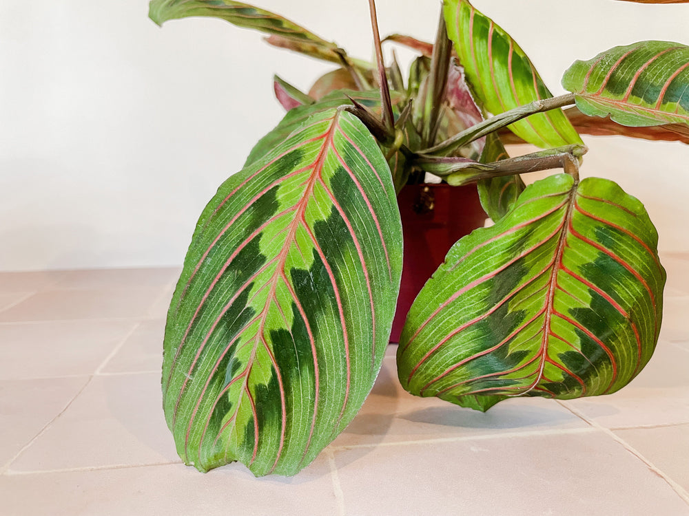 red prayer plant near me Red Prayer Plant