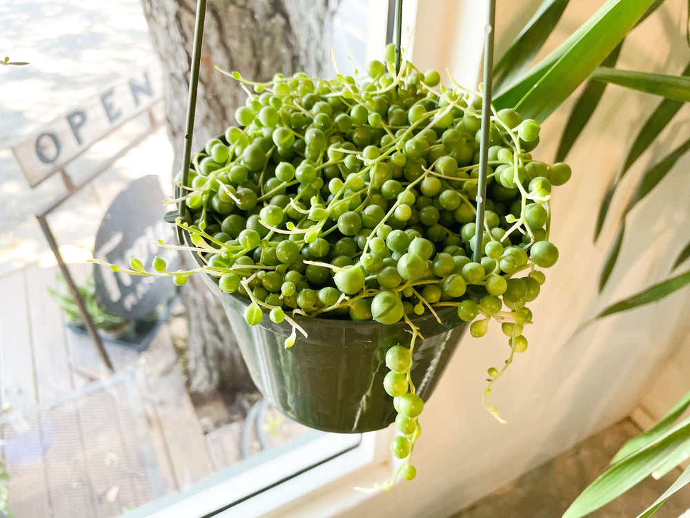 Succulents String Of Pearls