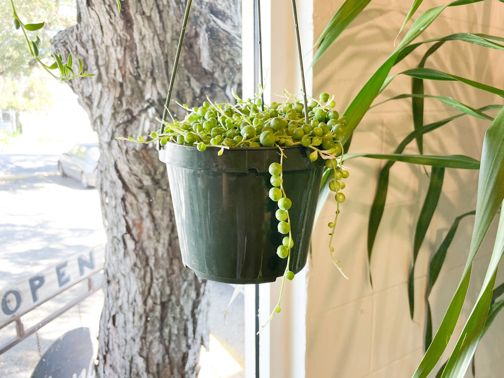 string of pearls house plant String of Pearls